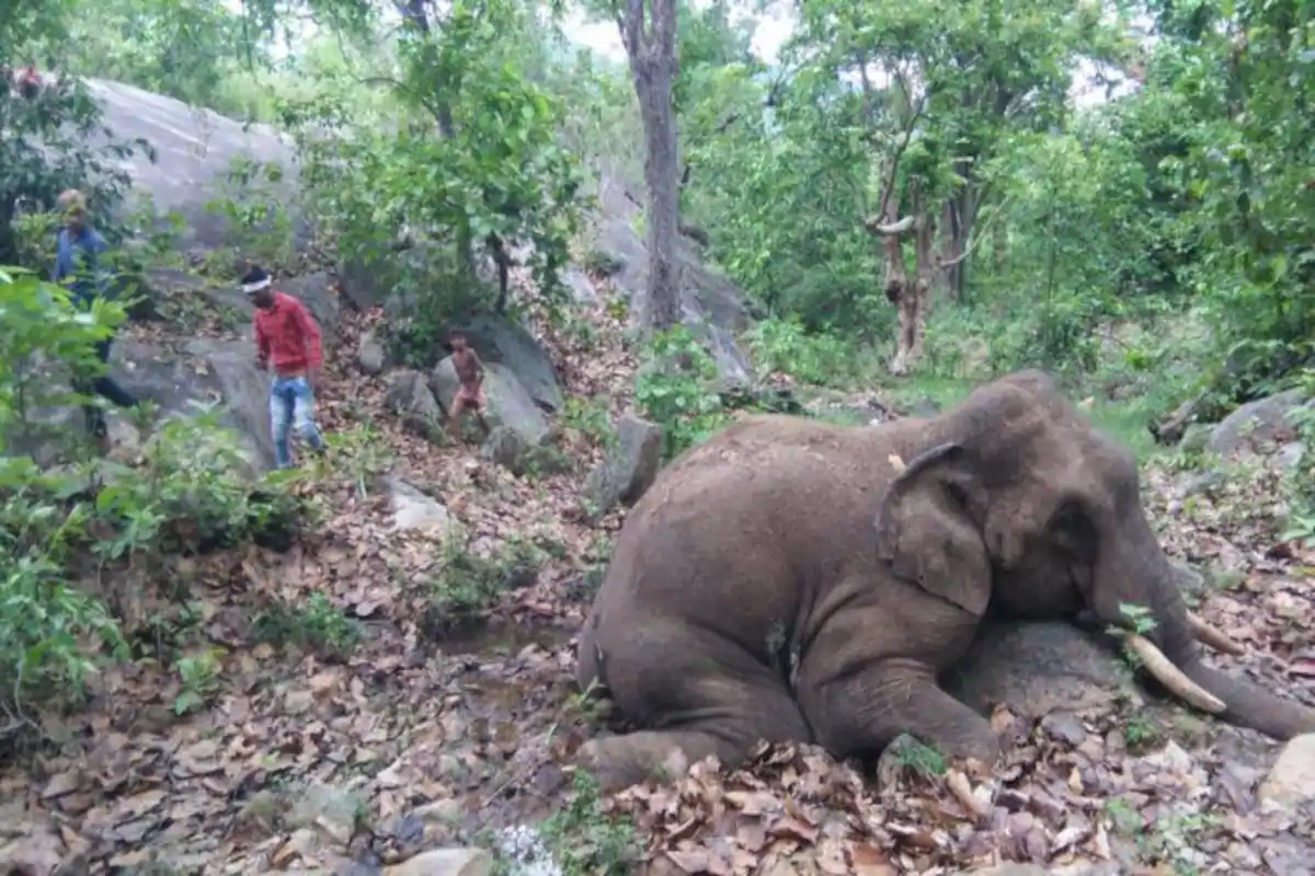 Elephant found dead in Kuldiha reserve forest in Odisha