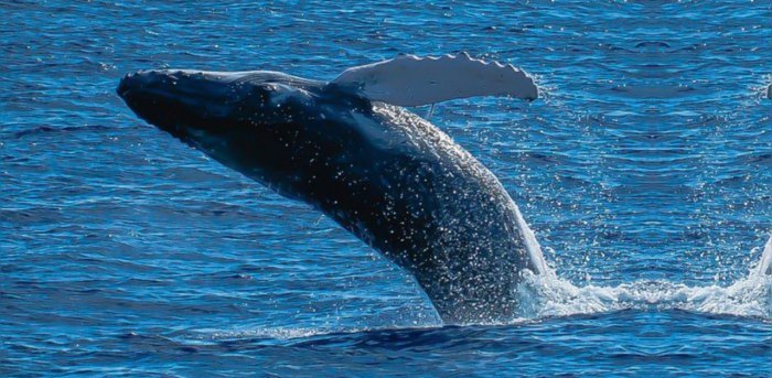 New population of blue whales discovered in western Indian ocean: Study