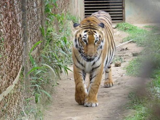 Itanagar Zoo will reopen on Wednesday