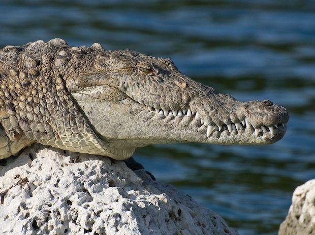Bhitarkanika National Park to remain shut from January 15 for croc census