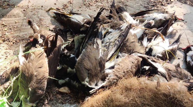 53 birds found lifeless on Kharo reservoir bank in Junagadh