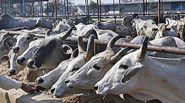 12 cattle dead in fire at UP cow shelter