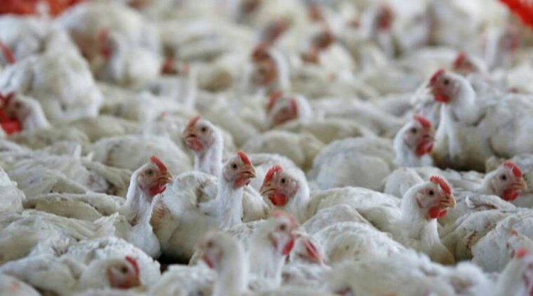MP bans chicken import from southern states for 10 days