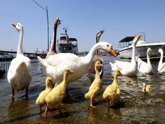 No signs of bird flu in Telangana, all precautions taken, says State Animal Husbandry Minister