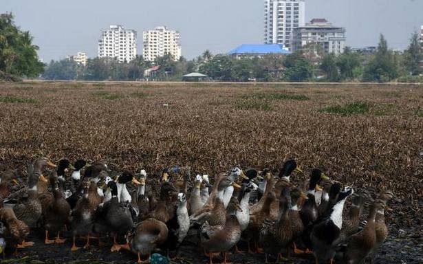 Bird flu outbreak: Central team reaches Kerala