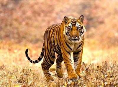U'khand: Another tiger translocated to Rajaji reserve