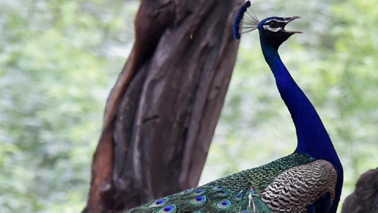 2 peacocks found dead in UP's Fatehpur district