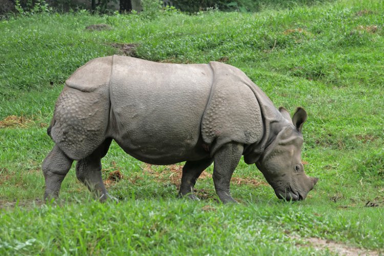 Strayed rhino rescued, taken to Assam State Zoo