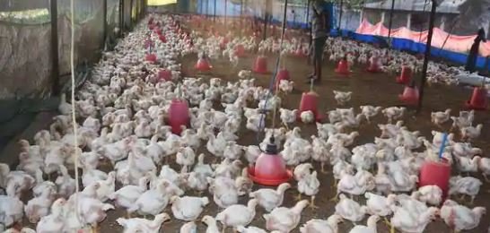 53,000 poultry birds to be culled at Punjab's Mohali