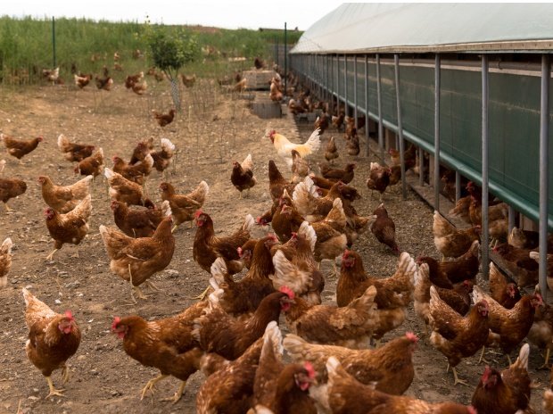 Guj: Samples of 10 dead poultry birds test positive for avian flu