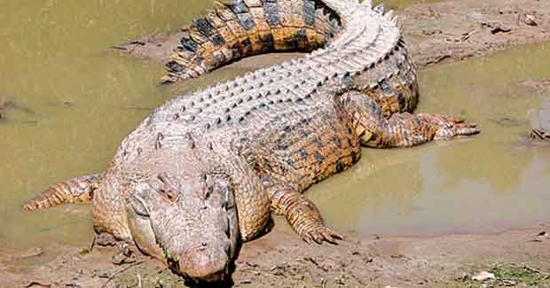 16 white crocodiles spotted in Odisha's Bhitarkanika