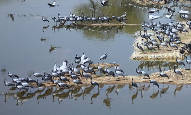 Several birds found dead in Jalaun village