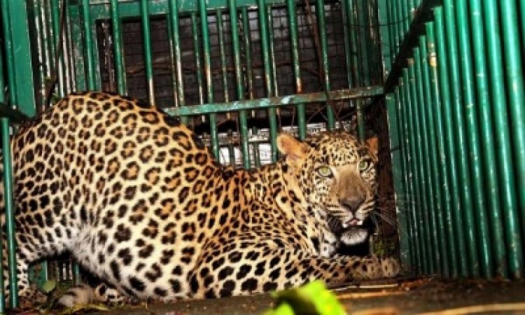 Leopard carcass found in MP's Harda district