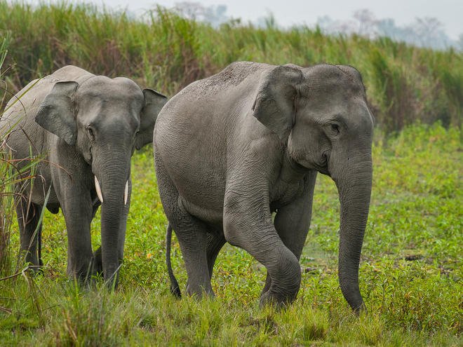 Gujarat: Four elephants found abandoned in Banaskantha